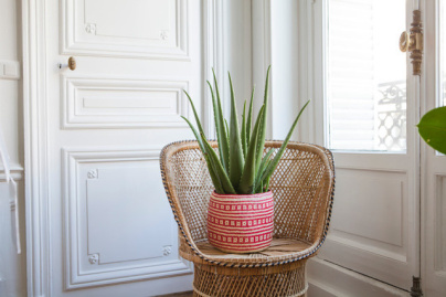 Vente solidaire de plantes chez Bergamotte