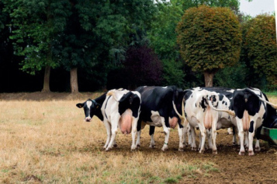 Festival Sortons l'Agriculture du Salon 2019