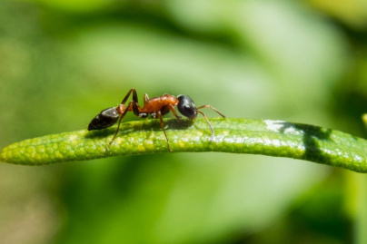 Flabfarm, le futur spot pour manger des insectes à Paris