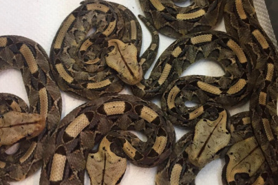 Naissance de 30 serpenteaux au Palais de la découverte