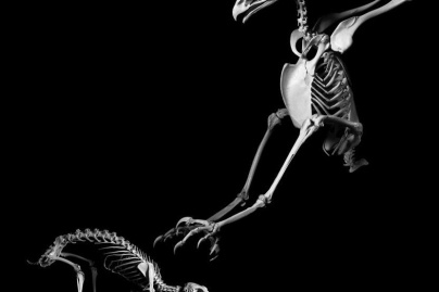 Exposition 'Evolution' au Musée de Préhistoire d'Ile-de-France