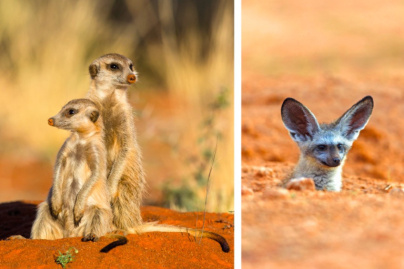 Rendez-vous sauvages en Afrique au Parc Zoologique de Paris