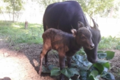 Naissance rarissime d'un anoas au ZooSafari de Thoiry