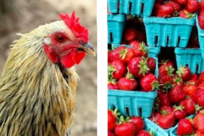 Marché fermier dans le parc du château de Méry-sur-Oise