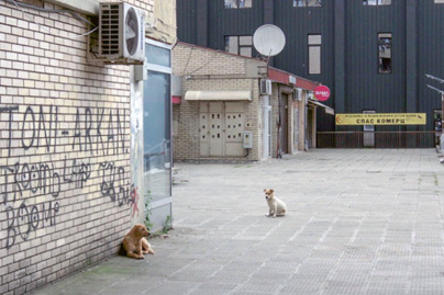 Cinema du Réel - Festival International de Films Documentaires 2020