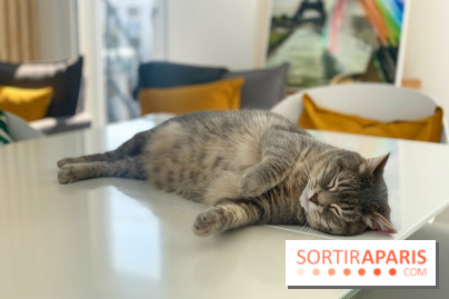 Coronavirus : Les animaux domestiques ne peuvent pas transmettre le virus, d'après l'Anses