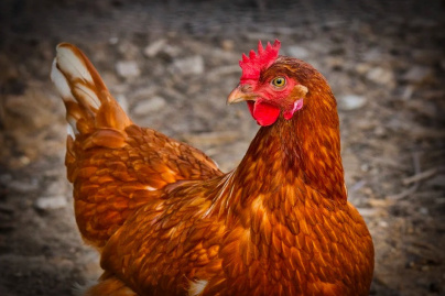 Le Coronavirus découvert sur du poulet brésilien, en Chine