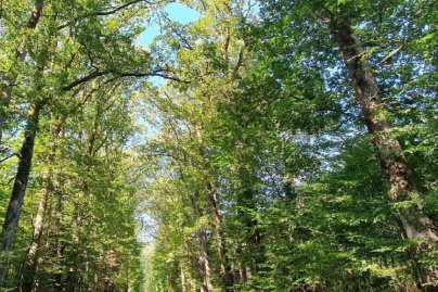 Premier édition du Festival des Forêts d’Île-de-France 2020