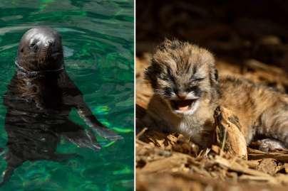Naissances d'un puma, d'un chien des buissons et d'une otarie à crinière-Parc Zoologique de Paris
