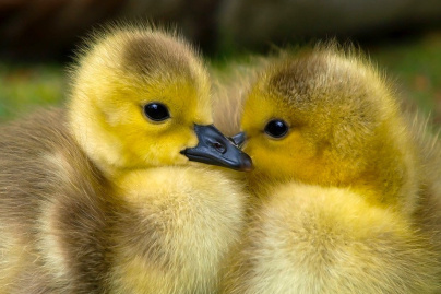 Grippe aviaire : Un troisième élevage contaminé dans les Landes