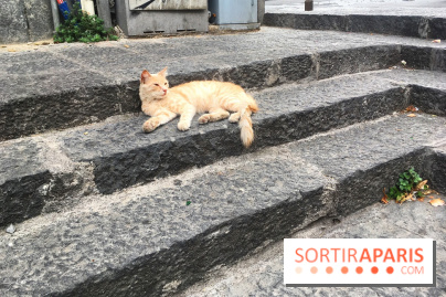 Plus de 7000 animaux en attente d'adoption, les refuges de la SPA saturés