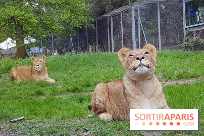 Zoo de Thoiry 2018 : les photos