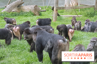 Zoo de Thoiry 2018 : les photos