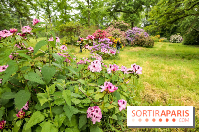 L'Arboretum de Versailles - Chevreloup