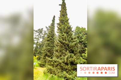 L'Arboretum de Versailles - Chevreloup