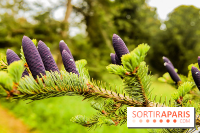 L'Arboretum de Versailles - Chevreloup