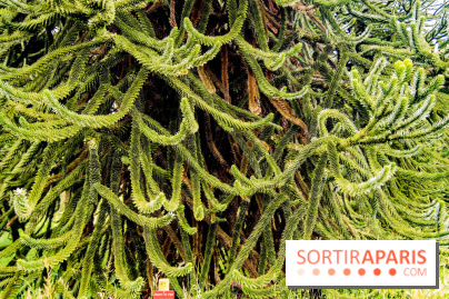 L'Arboretum de Versailles - Chevreloup