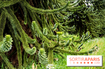L'Arboretum de Versailles - Chevreloup