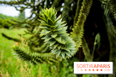 L'Arboretum de Versailles - Chevreloup