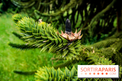 L'Arboretum de Versailles - Chevreloup