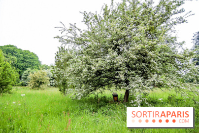 L'Arboretum de Versailles - Chevreloup