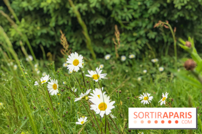 L'Arboretum de Versailles - Chevreloup
