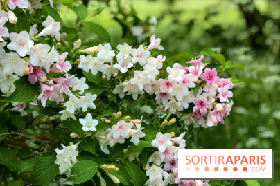 L'Arboretum de Versailles - Chevreloup