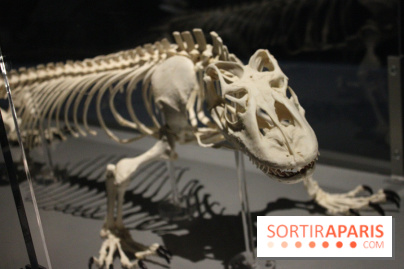 Dinosaure, la vie en grand au Muséum