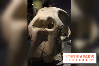 Dinosaure, la vie en grand au Muséum