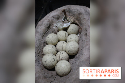 Dinosaure, la vie en grand au Muséum