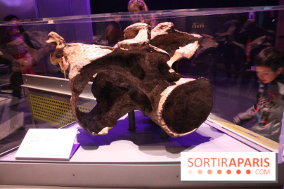 Dinosaure, la vie en grand au Muséum