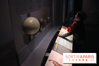 Dinosaure, la vie en grand au Muséum