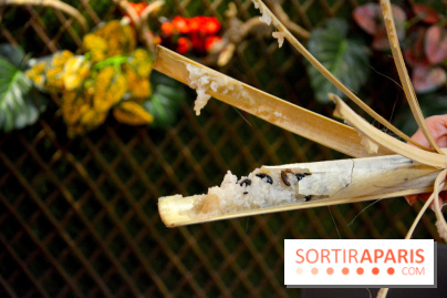 Baoli Bao, le temple du Bao Burger