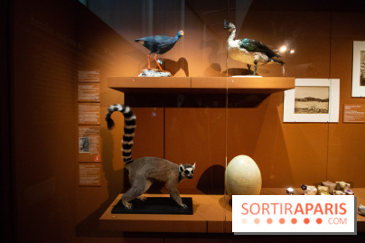 Exposition Madagascar au musée du Quai Branly 
