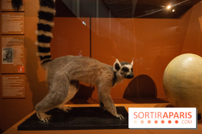 Exposition Madagascar au musée du Quai Branly 