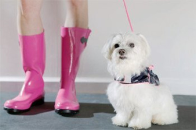 Les toutous ont fait le plein Porte de Versailles