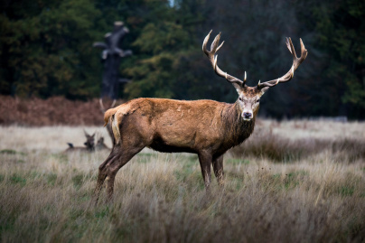La maladie du cerf-zombie, qu'est-ce que c'est ? Et peut-elle se propager à l'homme ? 