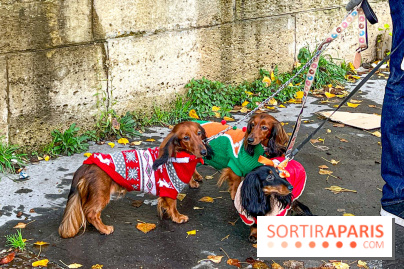 Paris Sausage Walk 2023 : la marche des teckels de retour dans la capitale, pour la bonne cause !