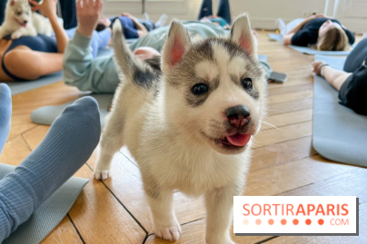 Puppy Yoga Paris, des séances de yoga tout en câlins avec d'adorables chiots - Prochaines dates