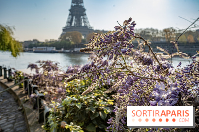 Visuel Paris glycine Tour Eiffel Seine