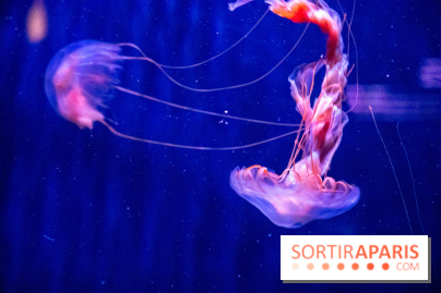 L'Aquarium de Paris ouvre son Médusarium