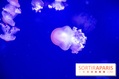 L'Aquarium de Paris ouvre son Médusarium