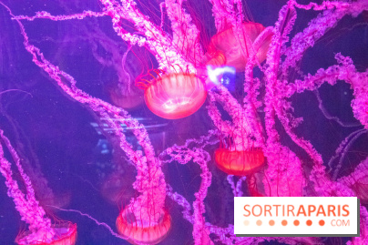 L'Aquarium de Paris ouvre son Médusarium