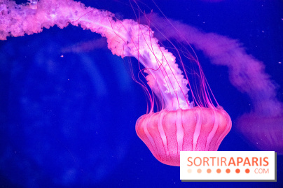 L'Aquarium de Paris ouvre son Médusarium