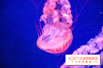 L'Aquarium de Paris ouvre son Médusarium