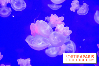 L'Aquarium de Paris ouvre son Médusarium
