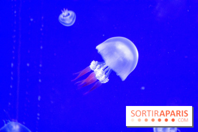 L'Aquarium de Paris ouvre son Médusarium