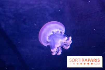 L'Aquarium de Paris ouvre son Médusarium