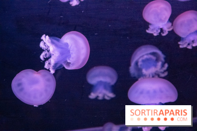L'Aquarium de Paris ouvre son Médusarium