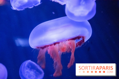 L'Aquarium de Paris ouvre son Médusarium